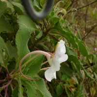 Impatiens henslowiana Arn.